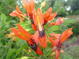 Image result for Ruttya fruticosa