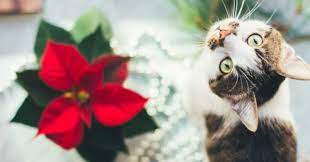 Are Poinsettias Poisonous Fake News Experts Say Furtropolis