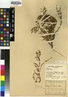 Image result for Geigeria