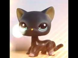 Minis Tekli Kedi Ile Ilgili Gorsel Sonucu Minis Kedi