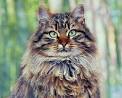 Siberian Cat - Domestic Cat World