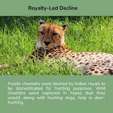 R E I N T R O D U C T I O N Introduction Of Cheetahs Bringing Back An Extinct Species In 2020 Asiatic Cheetah Hunting Dogs Cheetahs