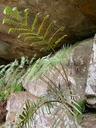 Image result for Ptisana