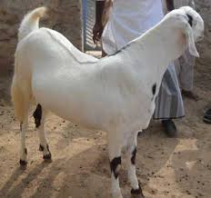 Sojat breede female goat for sell in jodhpur rajasthan. Sojat Goat At Rs 360 Per Kg Rajasthani Sojat à¤¸ à¤°à¤œà¤¤ à¤¬à¤•à¤° à¤¸ à¤œà¤¤ à¤¬à¤•à¤° à¤¸ à¤œà¤¤ à¤— à¤Ÿ Raigad Goat Farm Poladpur Id 14508232855