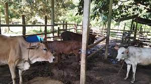 Kandang lembu has 3,443 members. Kandang Lembu Jantan In English Peringati Maulid Pt Trans Continent Salurkan Lembu Dan Beras Untuk Warga Beurandeh