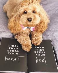 Maybe you would like to learn more about one of these? Bubbles Pet Spa Malad Petsclub