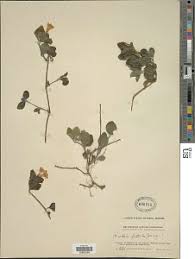 Image result for Ruellia patula