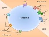 Translocation of solutes and proteins across the glycosomal ...