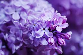Flower quizzes with answers quiz i. Which Flower Is In The Picture Trivia Questions Quizzclub
