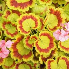 Image result for Pelargonium apetalum