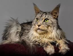 29+ awesome maine coon cat names ideas & inspiration. Maine Coon Cat Names 180 Best Names For Maine Coons Petpress