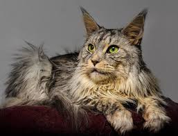 Submit your choices and we will add the new ones each week. Maine Coon Cat Names 180 Best Names For Maine Coons Petpress