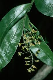 Image result for Polystachya melanantha