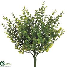 Eucalyptus globulus (tasmanian blue gum) is a tree (family myrtaceae) found throughout california, but has primarily escaped to become invasive along the coast. Mini Eucalyptus Bush Green Pack Of 12 Crg 464lbps Silkplantsdirect Com Silk Plants Direct