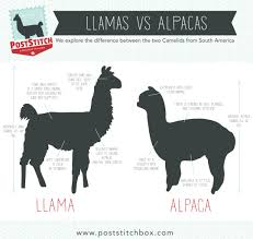 What S The Difference Between A Llama And Alpaca Google Search Alpaca Llama Alpaca Vs Llama