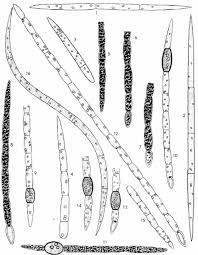 Image result for Cylindropsis
