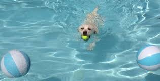 Dogs In Pools Pros And Cons Intheswim Pool Blog