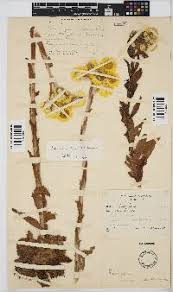 Image result for Helichrysum ellipticifolium