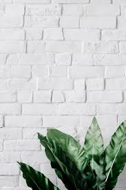 Bird S Nest Fern On White Brick Wall Free Image By Rawpixel Com Ake White Brick Walls White Brick White Brick Wallpaper