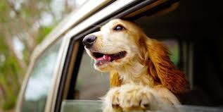 Pin On Dogs