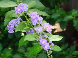 Image result for Duranta erecta