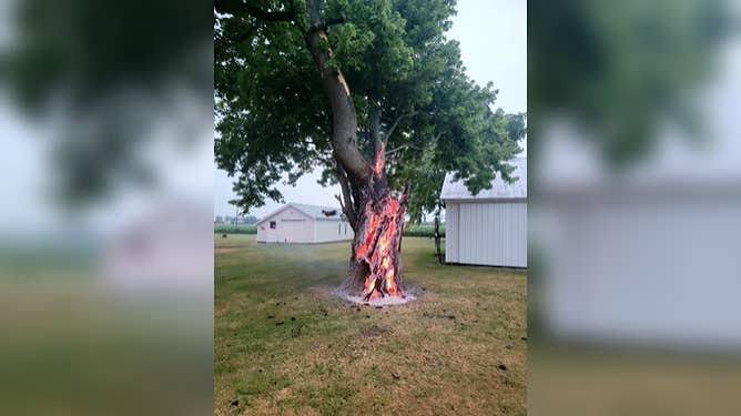 Lightning can do some crazy things': Tree burns from inside after lightning strike in Ohio | Fox Weather