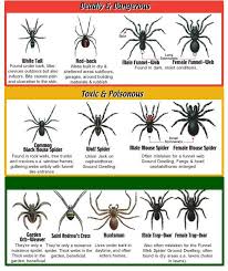 California Spider Identification Chart Southern California