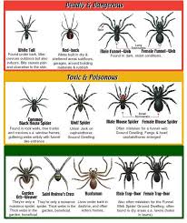 California Spider Identification Chart Southern California