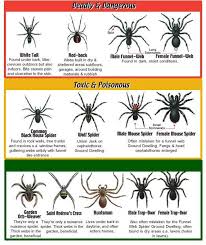 california spider identification chart southern california