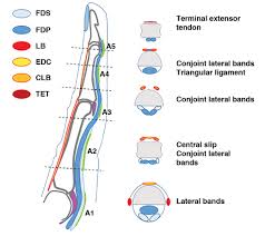 Image result for Finger Anatomy