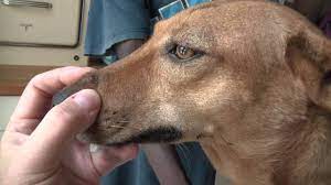 How do i know if there are swollen lymph nodes? Mathilda A Lump On Her Nose Youtube