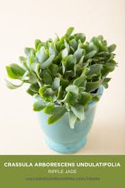 Ripple Jade Has Thin Wavy Leaves Jade Plants Jade Succulent Succulent Names