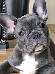 French Bulldog Puppy Frenchbulldogpuppy Bulldog Puppies French Dogs French Bulldog Puppies