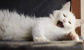 The photo kucing persia putih gambar. Bersantai Di Akhir Pekan Sambil Merawat Kucing Anggora Kesayangan Anda Berikut Tips Dan Caranya Potensi Bisnis