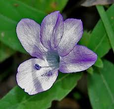 Image result for Barleria megalosiphon