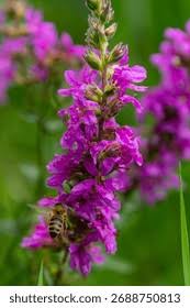 Image result for Lythraceae