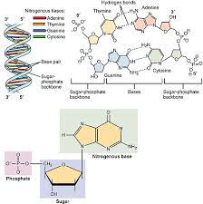 Gambar basa nitrogen gula dan fosfat. Nukleotida Wikipedia Bahasa Indonesia Ensiklopedia Bebas