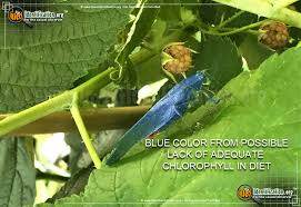 Katydids are considered pests because they eat greens in the garden. Fork Tailed Bush Katydid Scudderia Furcata