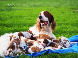 Image result for irský červenobílý setr