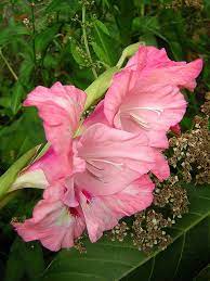 Light Of Hope Gladiolus Flower Gladiolus Flowers