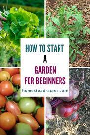 How To Start A Vegetable Garden For Beginners Gardening For Beginners Vegetable Garden For Beginners Starting A Vegetable Garden