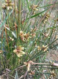 Image result for Schoenoplectiella articulata