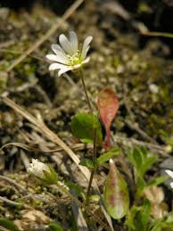 Image result for Cerastium afromontanum