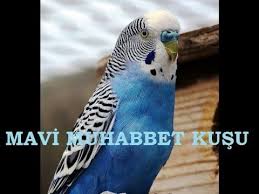 Mavi Blue Muhabbet Kusu Ozellikleri Renk Ve Mutasyonlari Youtube
