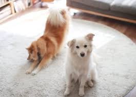 カイチュウ博士 藤田教授に聞いてみた vol 3 穴澤賢の犬のはなし いぬのきもちweb magazine 犬 白い犬 いぬ