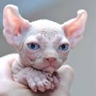 Elf Sphynx Kittens For Sale