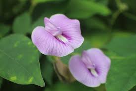 Image result for Centrosema pubescens