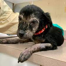 Does anyone have any... - Humane Society of Wicomico County | Facebook