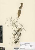 Image result for Cuscuta kilimanjari