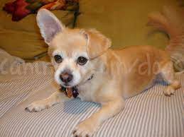 Pin By Jasmijn Van Der Weide On Things Chihuahua Puppies Dog Breeds Chihuahua